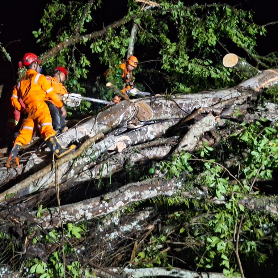Penanganan Pohon Tumbang